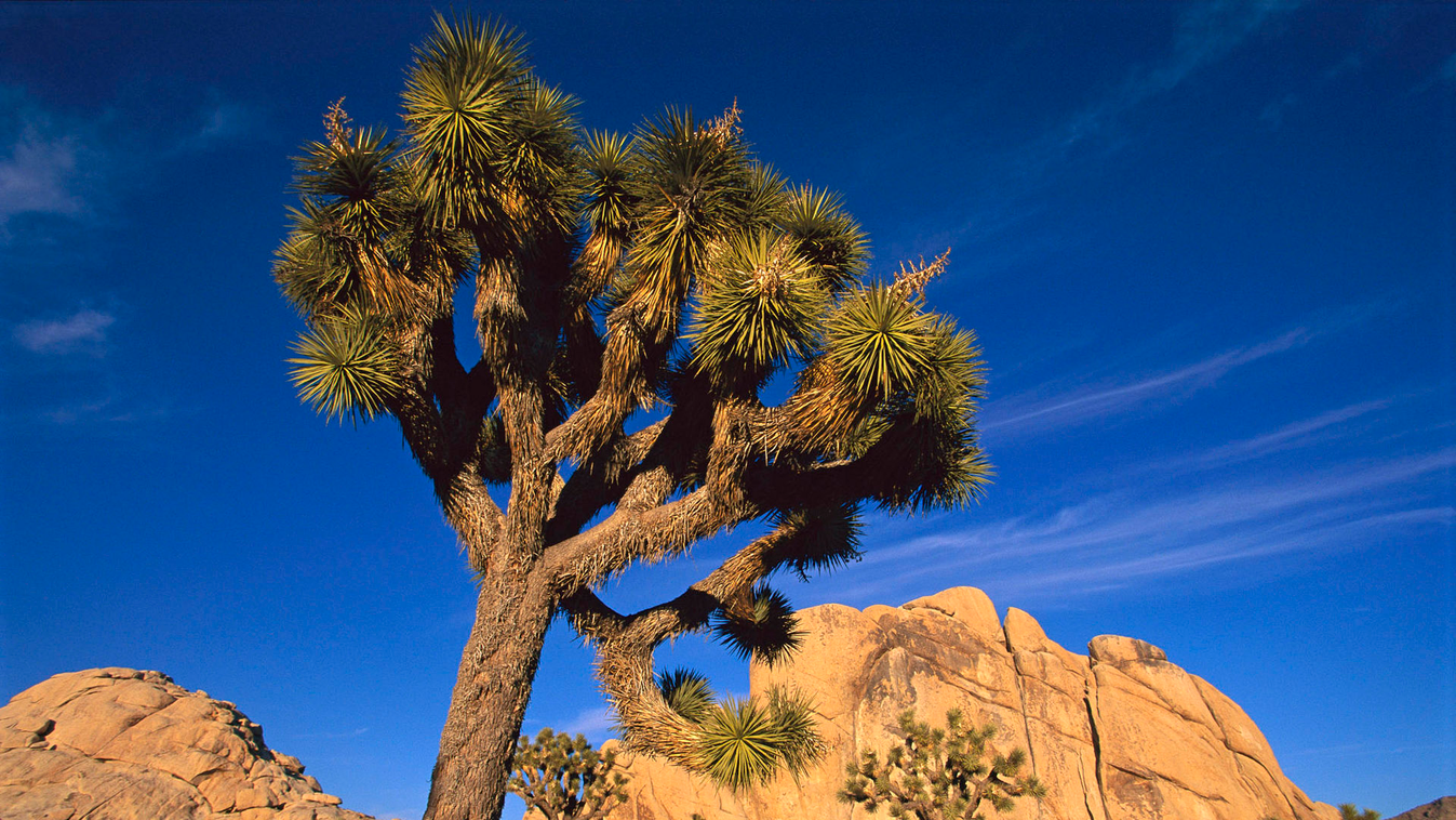 Joshua Tree (Yucca brevifolia), Joshua Tree National Park, California 