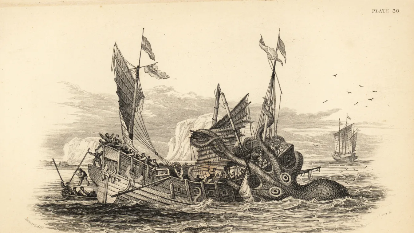 flojarsea30 FISHING BOAT mythological creature James Stewart SEPIA ILLUSTRATION Mammalia CUTTLEFISH Pierre Denys de Montfort steel engraving Naturalist's Library giant squid Angola W.H. Lizars Robert Hamilton Amphibious Carnivora Sir William Jardine Krake