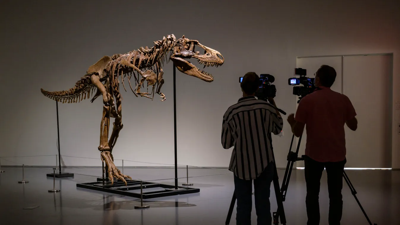 Dinoszaurusz-csontváz a Sotheby’s árverésen, dinoszaurusz, csontváz, árverés, régészeti lelet, Gorgosaurus, Sotheby's aukciós ház, New York 