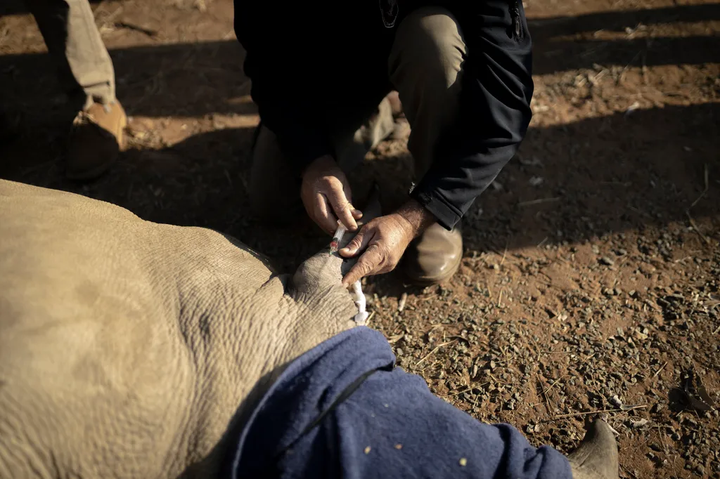animal conservation Horizontal Árva orrszarvúak új otthont találnak Dél-Afrikában 