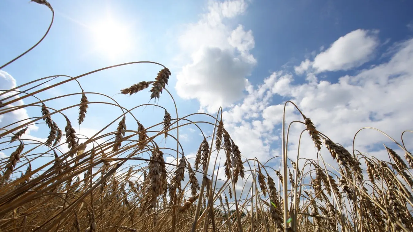 Grain harvest in Kharkiv Region Ukraine conflict Russian invasion Ukraine war Russia-Ukraine war food security grain crop Kharkiv Region blue sky Horizontal WAR HARVEST AGRICULTURE FARMING SUN WHEAT 