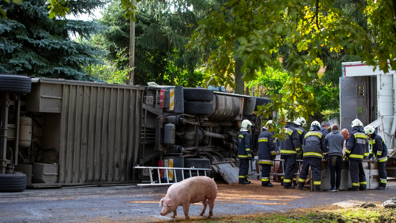 Böhönye, 2020. október 5.
Tűzoltók egy felborult, sertéseket szállító kamion mentésén a Somogy megyei Böhönyén, a Szabadság utcában 2020. október 5-én. A jármű kétszáz állatot vitt, egy részük elpusztult vagy megsérült.
MTI/Varga György 