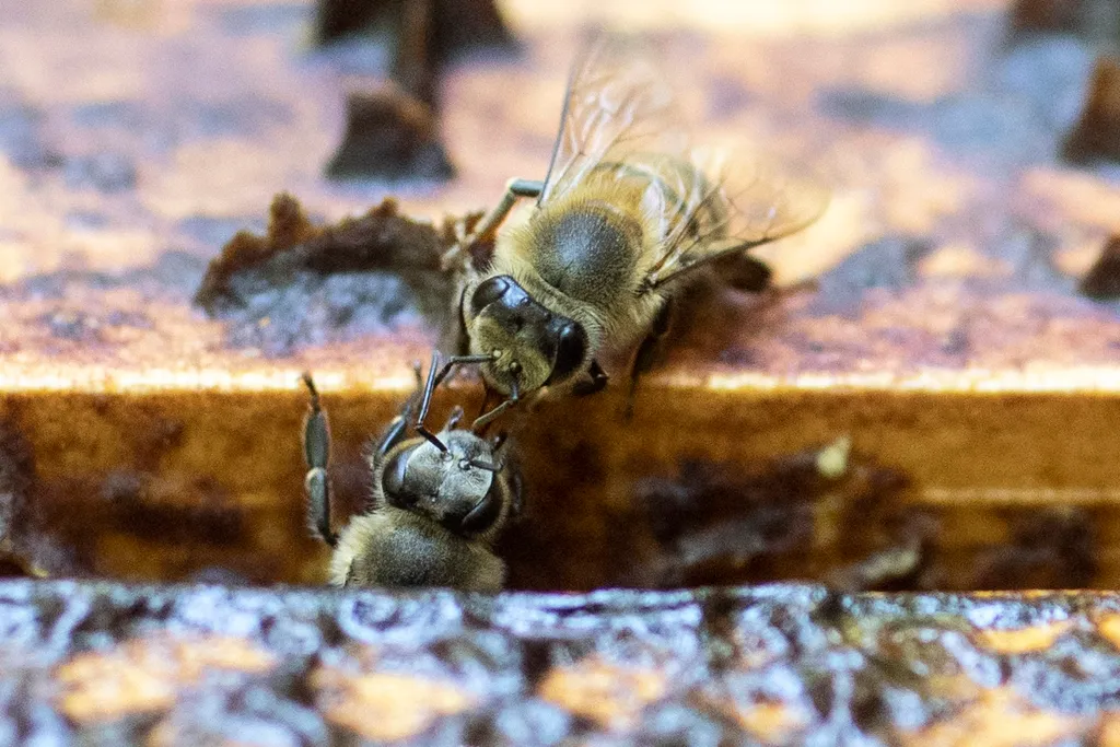 Kolumbiában a méheket veszélyezteti a túlzott avokádó termesztés animal environment Horizontal 