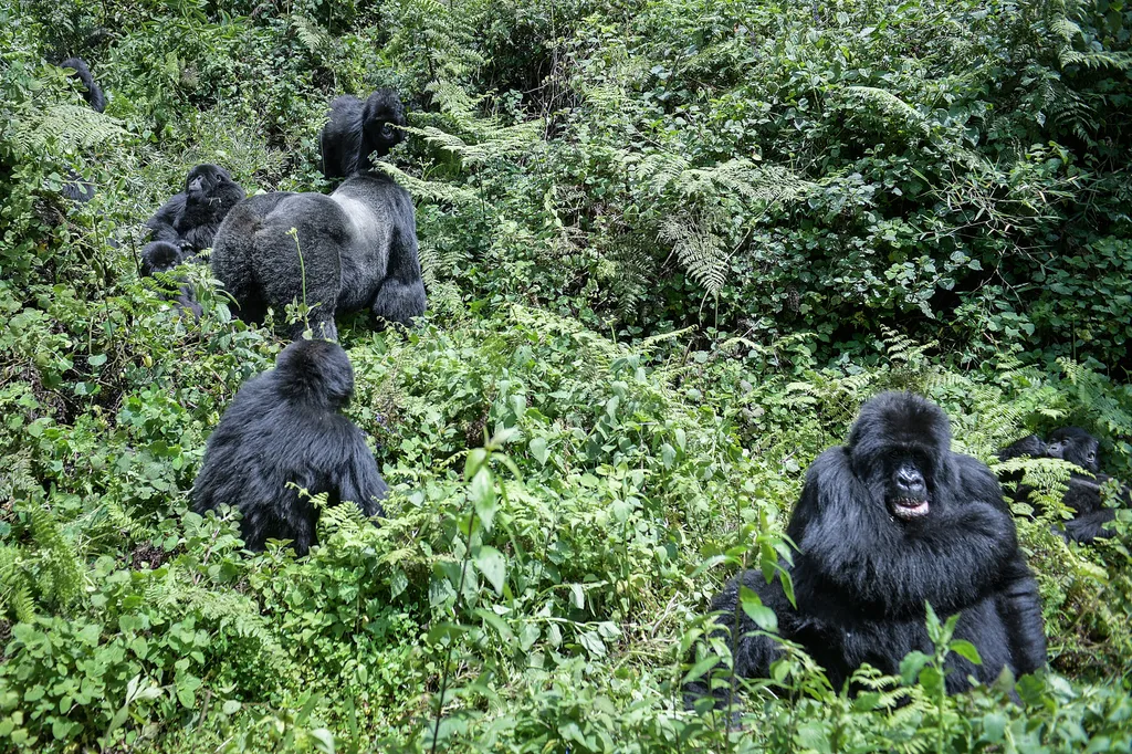 Ruanda, Vulkánok Nemzeti Park, gorilla 