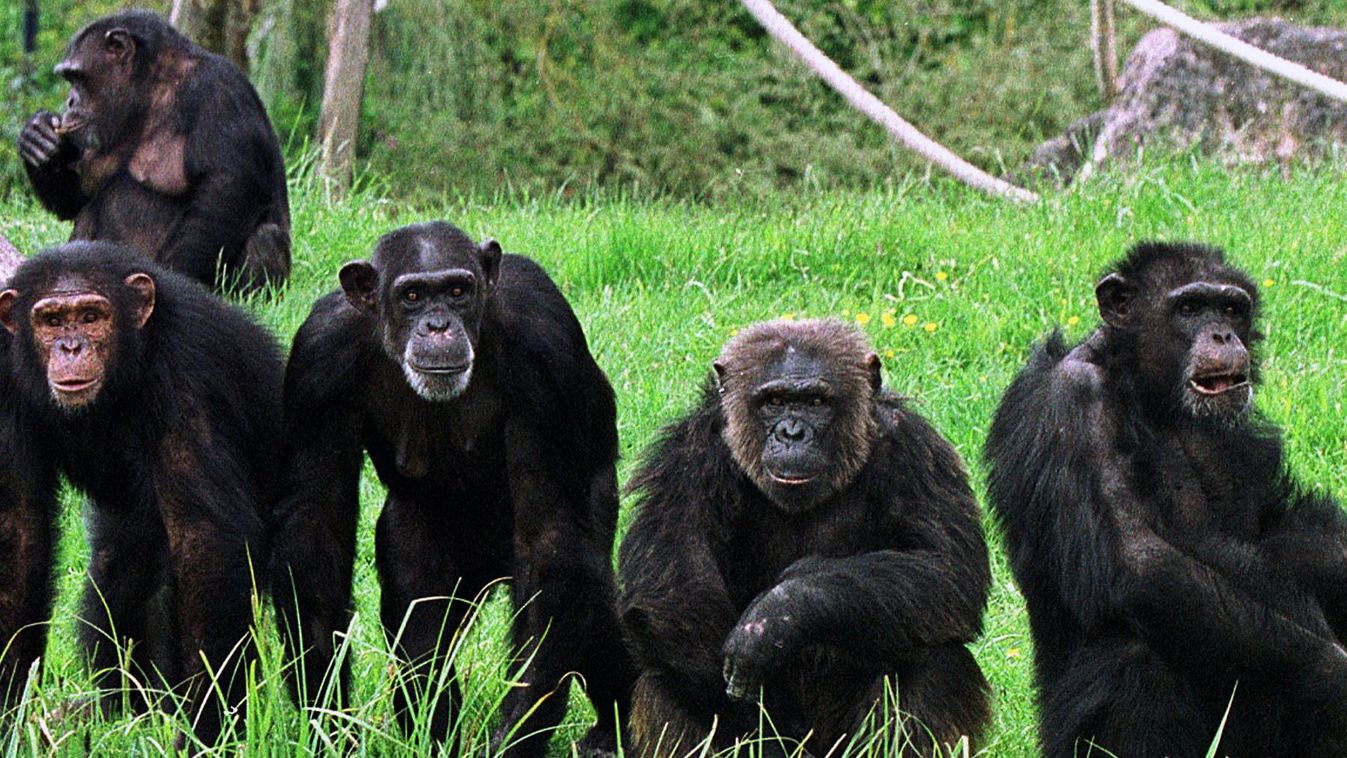 csimpánz, Gombe Stream National Park, erőszak, csimpánz, csimpánz háború 