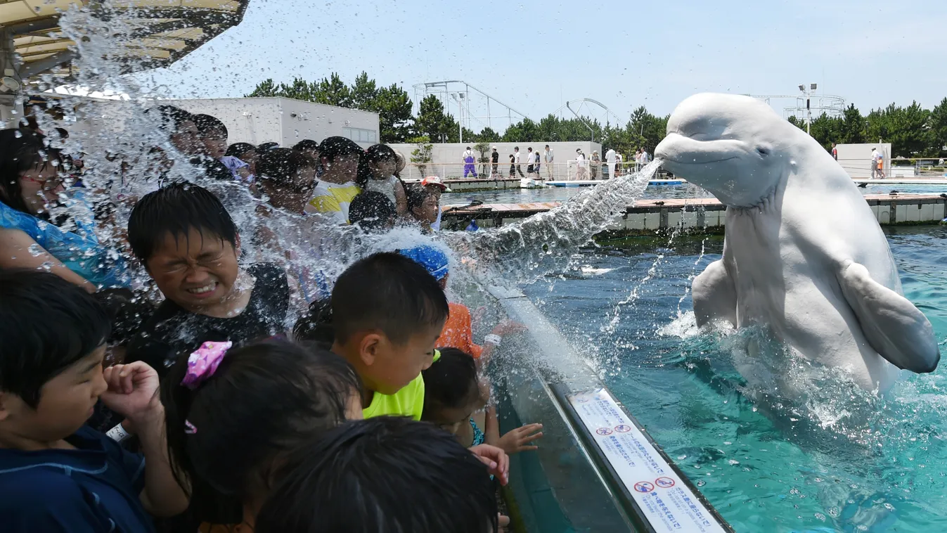 OFFBEAT A beluga whale sprays water towards visitors during a summer attraction at the Hakkeijima Sea Paradise aquarium in Yokohama, suburban Tokyo on July 20, 2015. Tokyo's temperature climbed over 34 degree Celsius on July 20, one day after the end of t