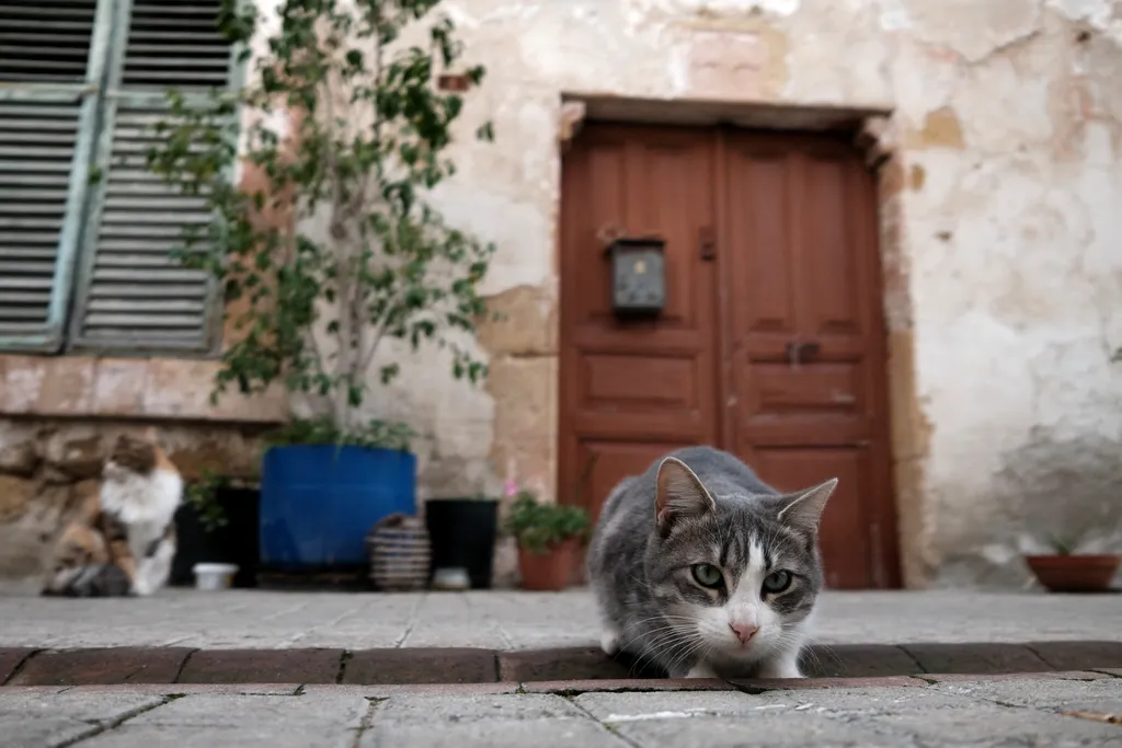 macska, cica, kóbormacska, kóbor, ciprus, utcán, utca 