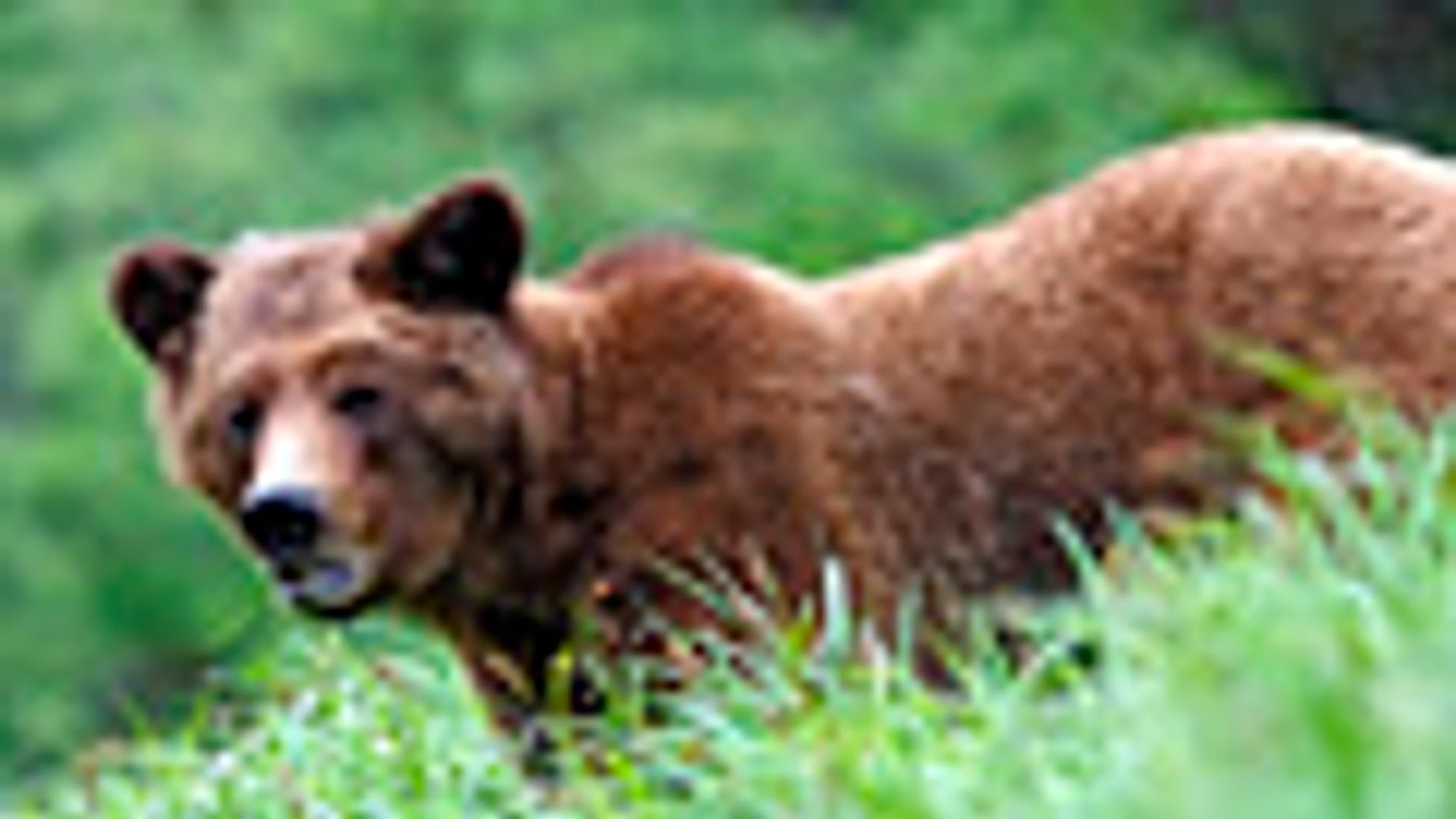 Grizzly medve támadás, Yellowstone Nemzeti Park