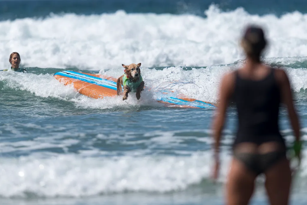 Szörföző kutyák gall   Dogs compete at the 11th annual Surf Dog Surf-A-Thon Dogs animals Surf Dog Surf A Thon Del Mar California waves Horizontal OCEAN SURFING 