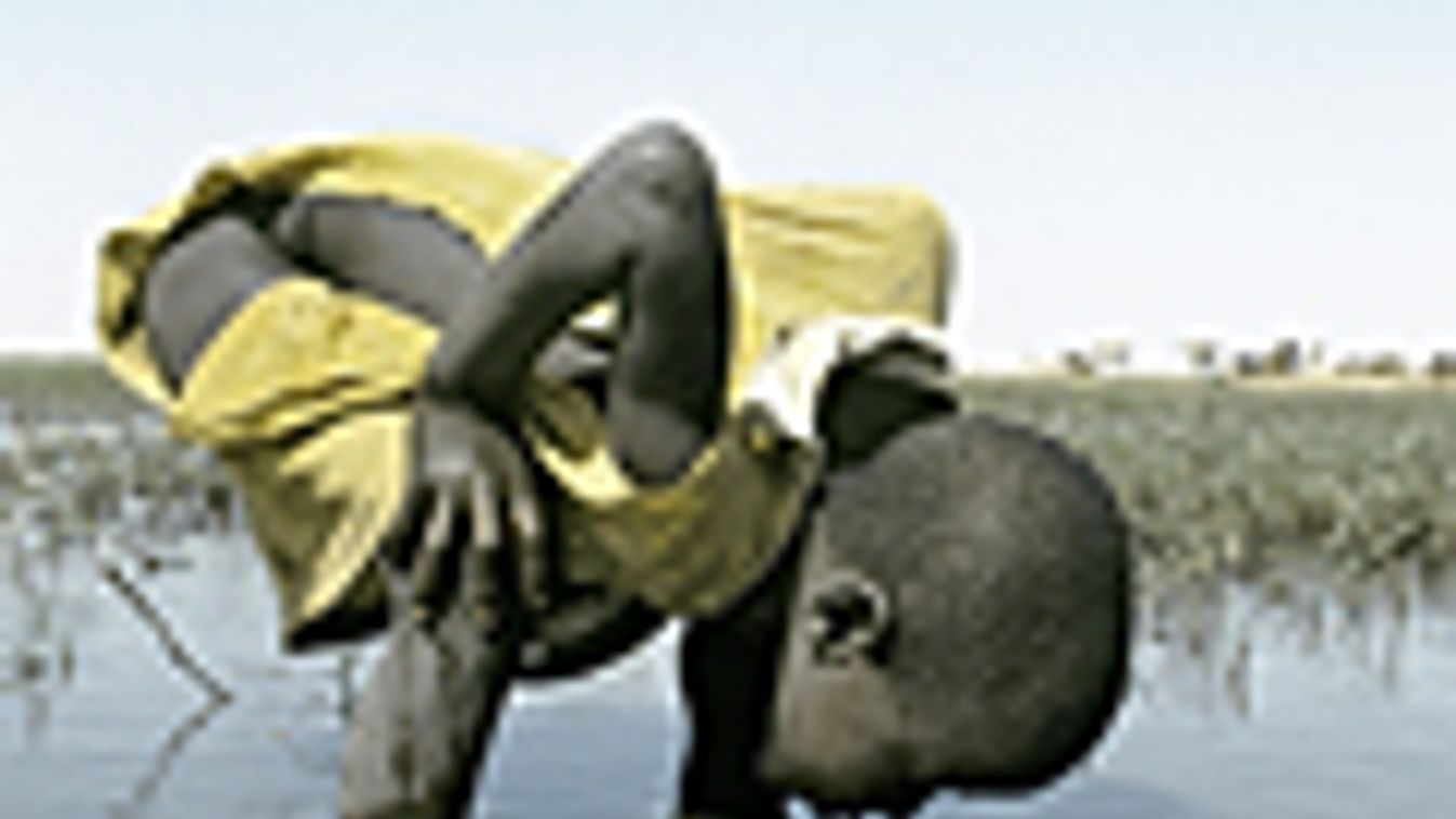 öntözés, szomjas Afrika, egy pásztorfiú vizet iszik egy koszos tóból Maliban