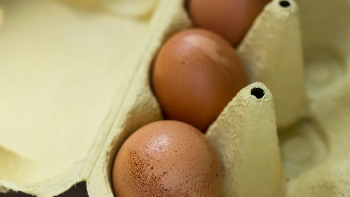 tojás foltos tojástartó 