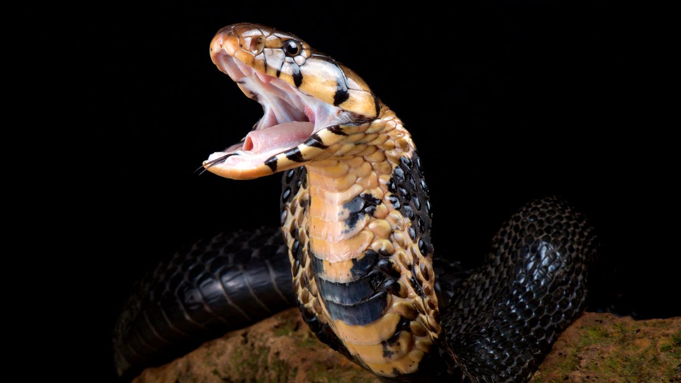 kígyó, kobra 