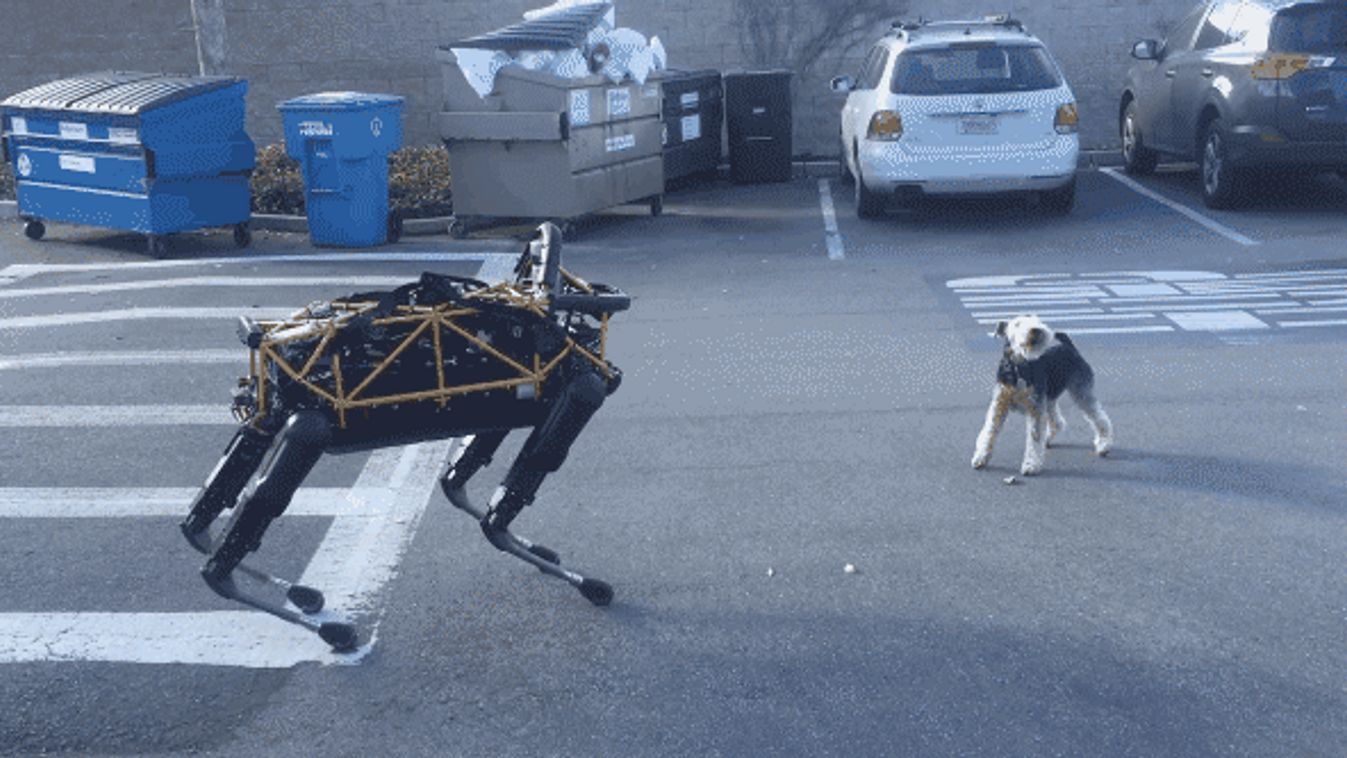 robot kutya 