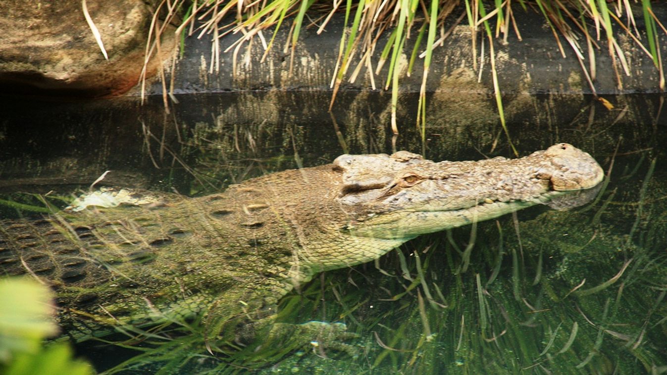sós vízi krokodil 