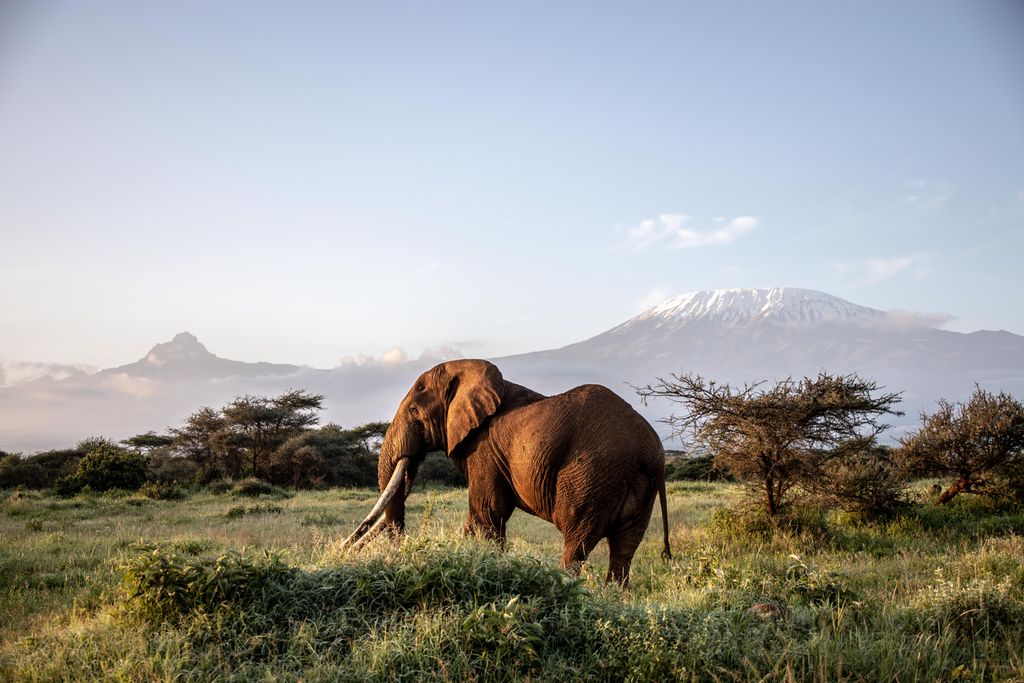 Nagy Tim, az utolsó óriásagyarú afrikai elefántok egyike, Big Tim 