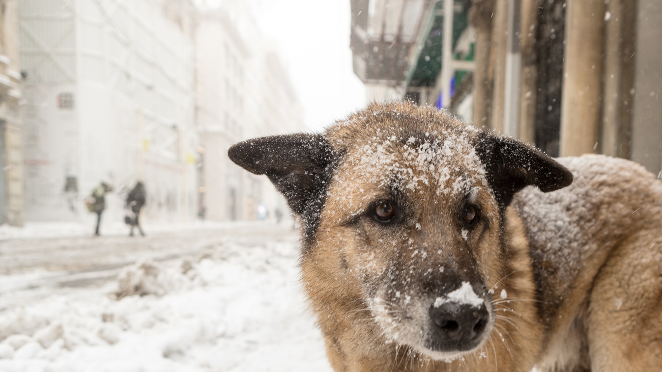 kutya életmentő, illusztrációs kép, fotó, 
 Homeless,Stray,Dog,In,Istiklal,Street,Under,Heavy,Snowfall snowfall,winter,cold,ice,pity,cute,eyes,hungry,alone,freeze,mamm 