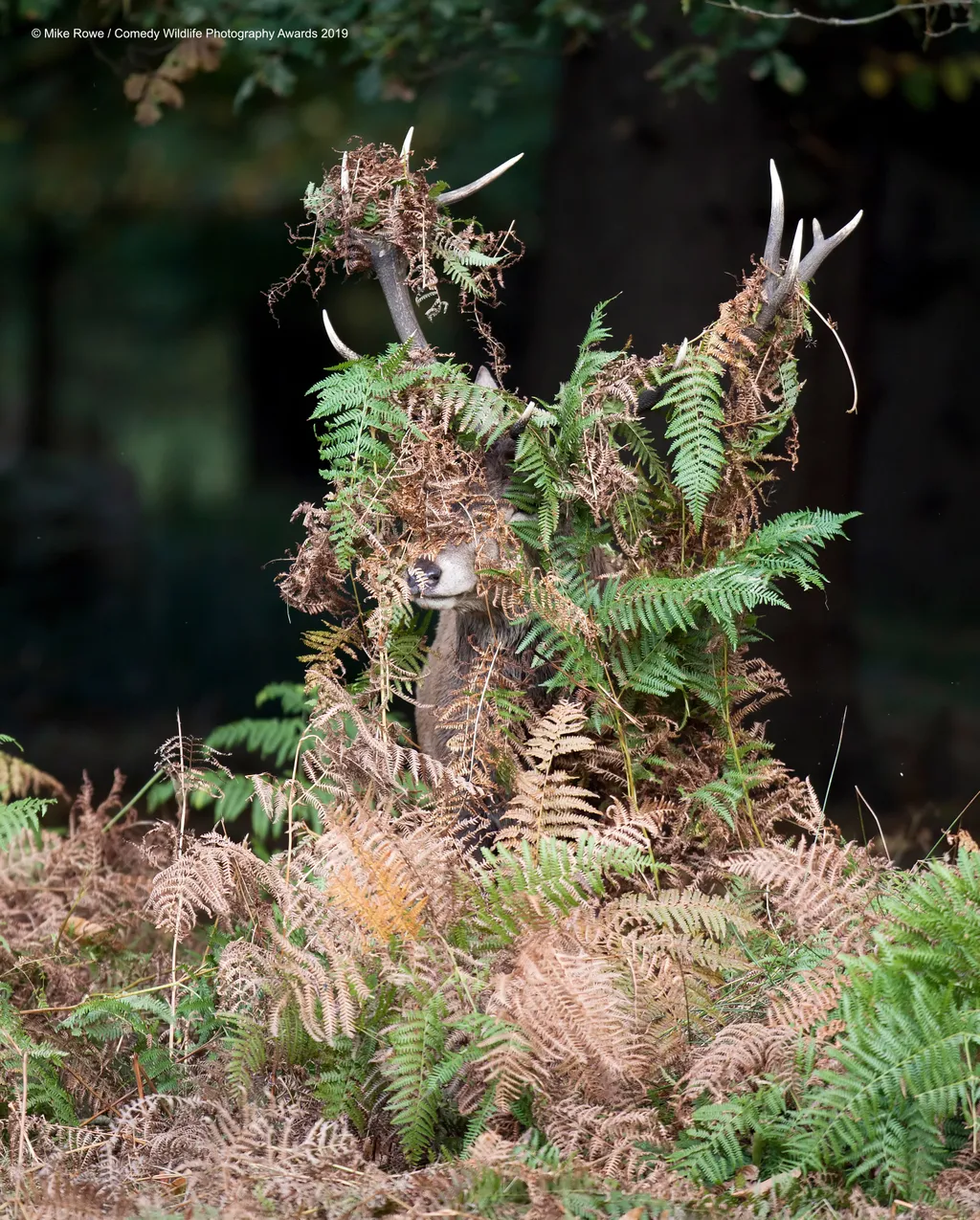 The Comedy Wildlife Photography Awards 2019
Mike Rowe
Farnham
United Kingdom
Phone: 07790 225268
Email: mikerowephoto@outlook.com
Title: Deer - What Deer?
Description: Shooting the Red Deer rut in Richmond Park, I noticed this deer covered in bracken.  It