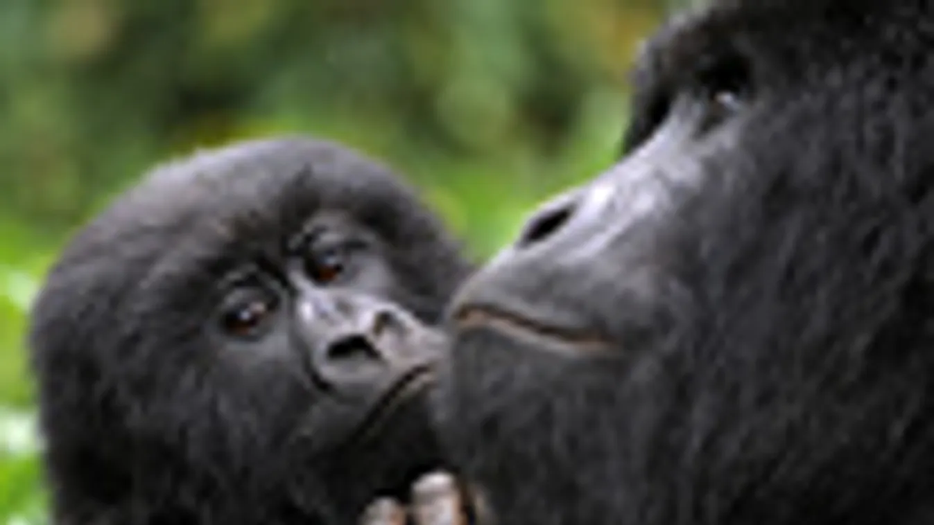 Hegyi gorillák, Diane Fossey, Virunga Nemzeti Park