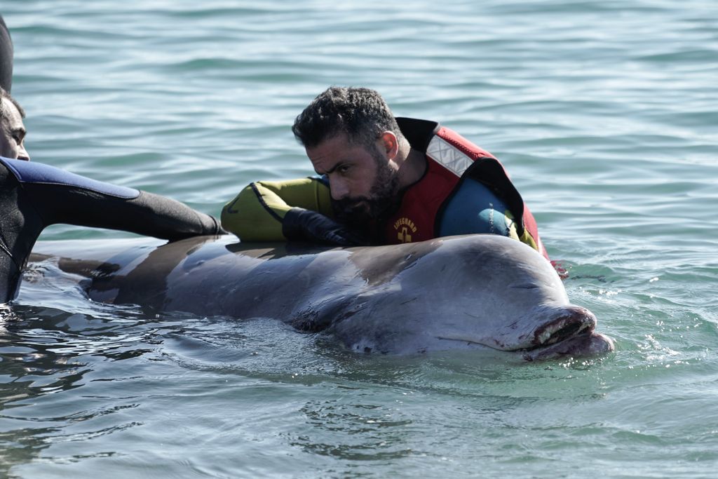 Partra vetődött bálna Görögországban Whale rescue operation, Alimos Alimos Athens Greece humpback whale nature wildlife Horizontal ANIMAL RESCUE 