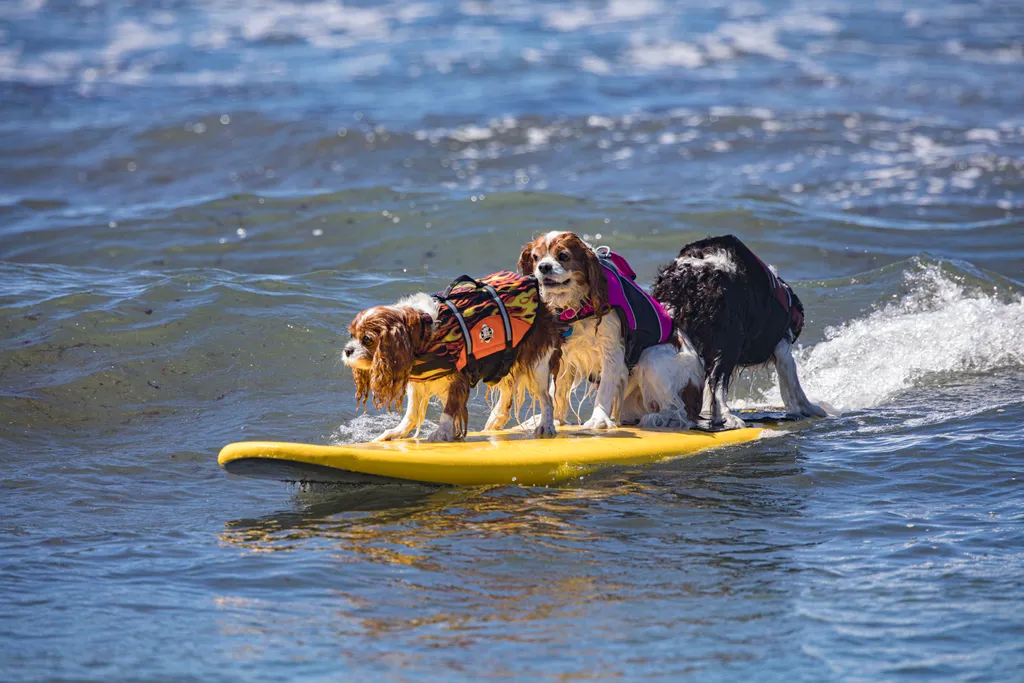 Szörföző kutyák gall  Helen Woodward Animal Center's 16th Annual Surf Dog Surf-a-Thon 