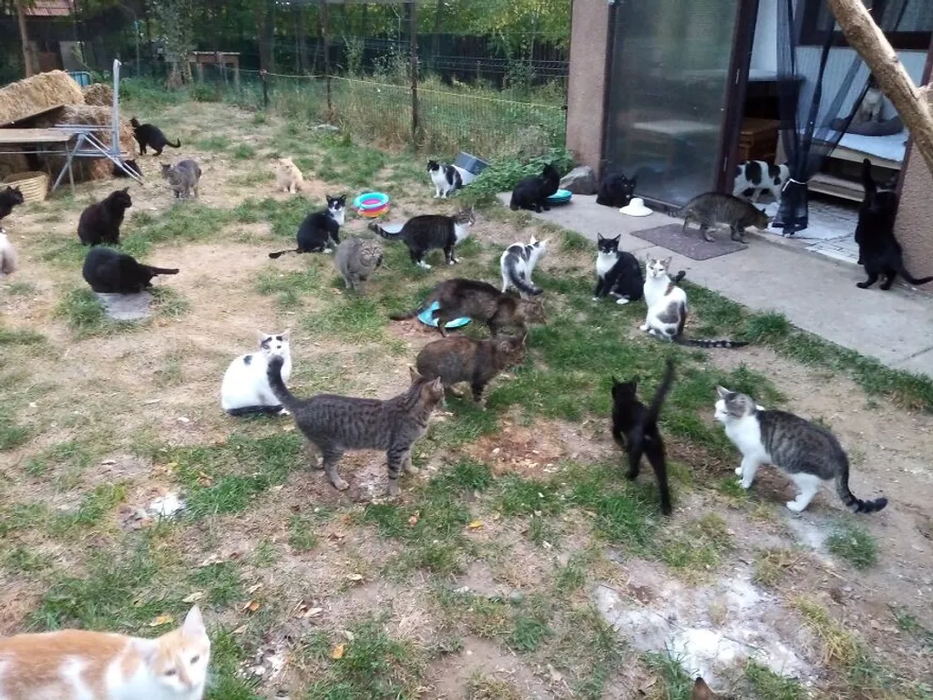 Egy nő 200 macskát mentett meg egy év alatt, Románia 
