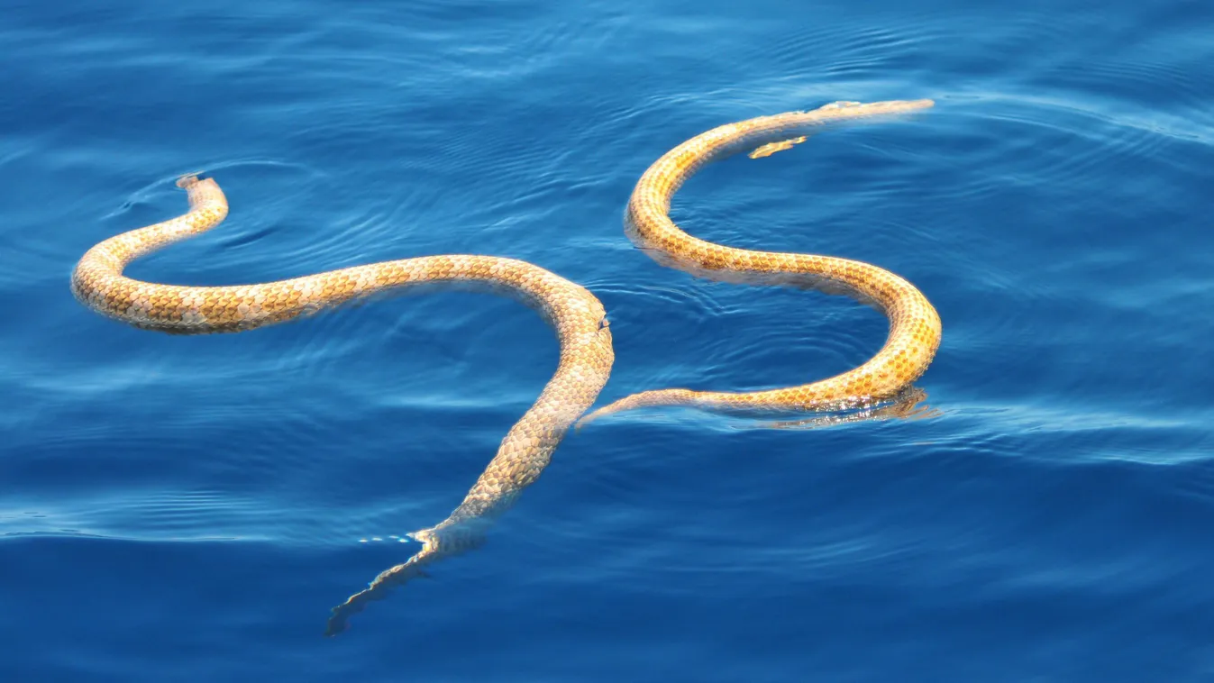 tengerikígyó 