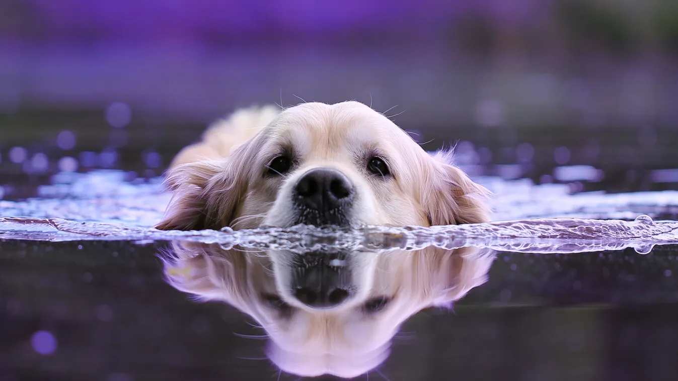 kutya,hőség,víz 