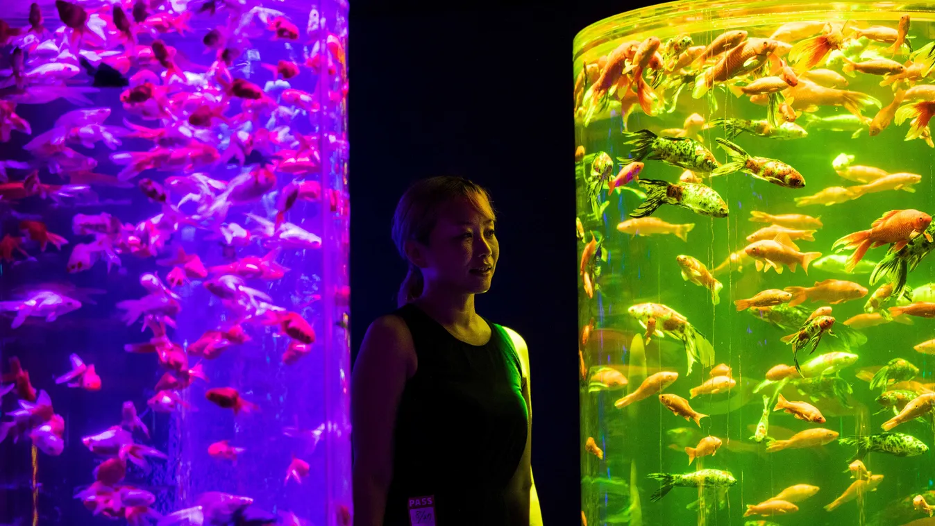 animal Horizontal A woman poses next to goldfish displays titled "The Forest of Goldfish" during a press preview of the 2020 Art Aquarium exhibition of 30,000 goldfish in Tokyo on August 27, 2020. (Photo by Behrouz MEHRI / AFP) 