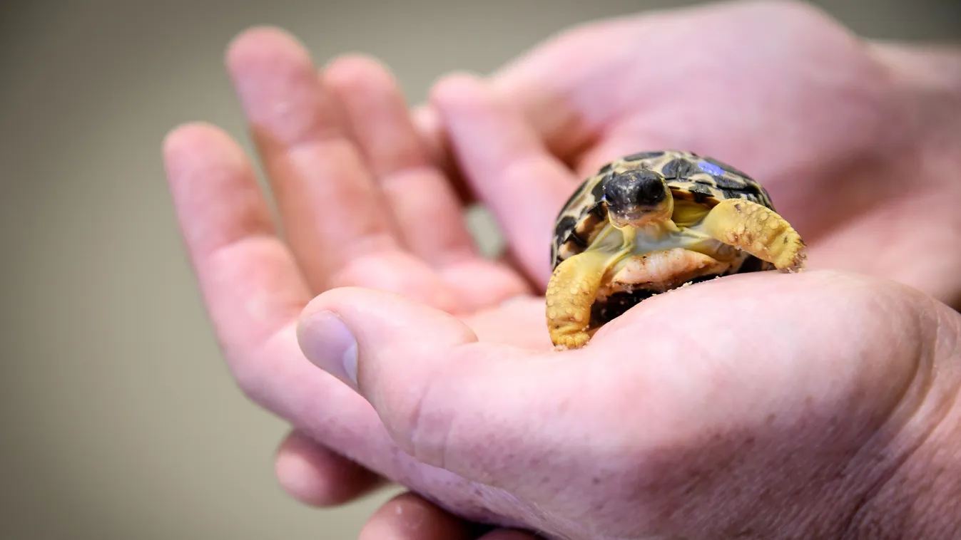 sugarasteknős, Astrochelys radiata 