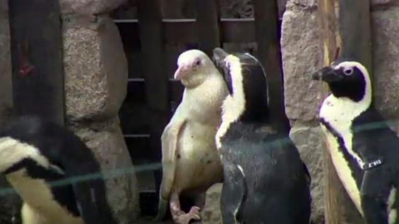 pingvin 