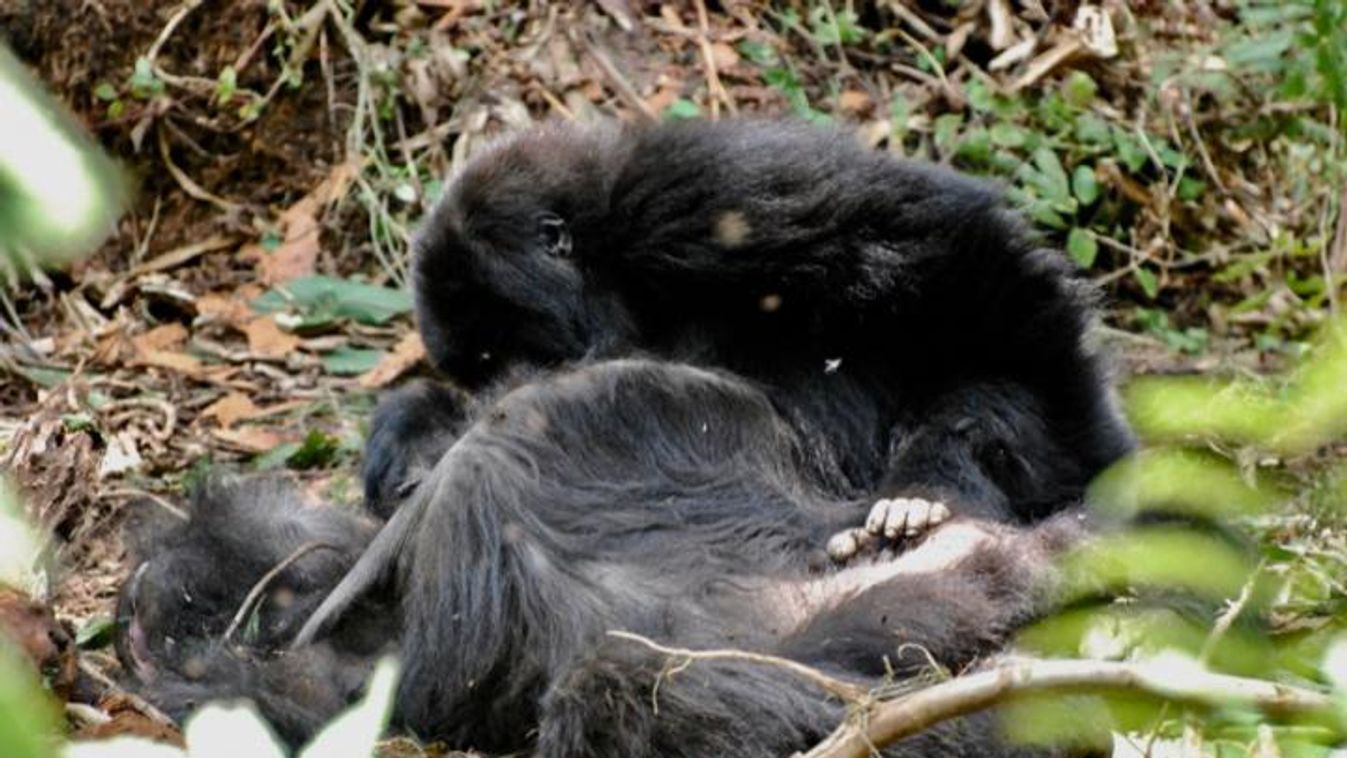 hegyi gorilla halott 