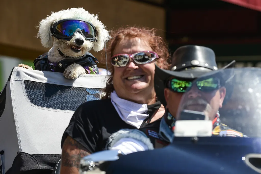 Annual Sturgis Motorcycle Rally To Be Held Amid Coronavirus Pandemic GettyImageRank1 Healthcare And Medicine HORIZONTAL Illness USA Domestic Animals DOG South Dakota Bentley Photography Infectious Disease Sturgis Preparation GO Riding Topix Bestof Sturgis