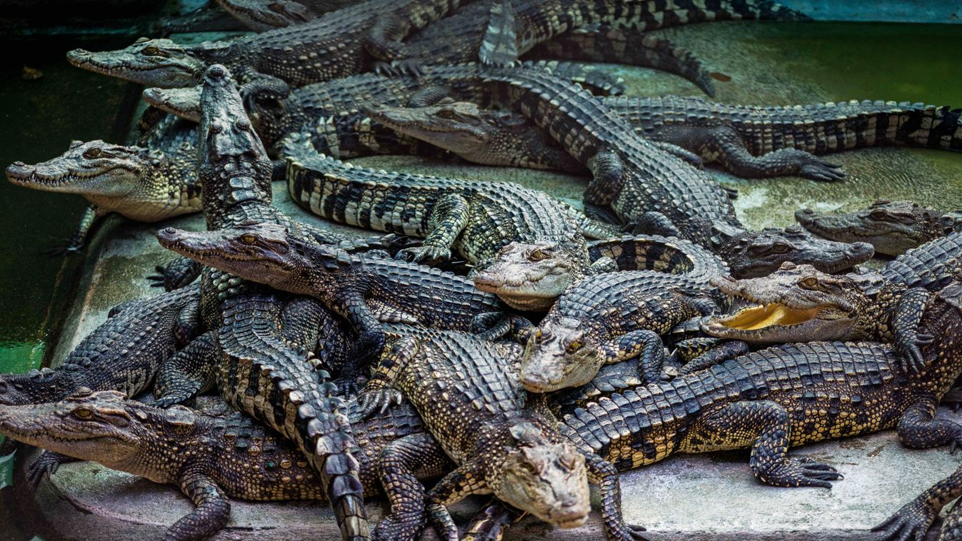 Crocodiles in Thailand SQUARE FORMAT 