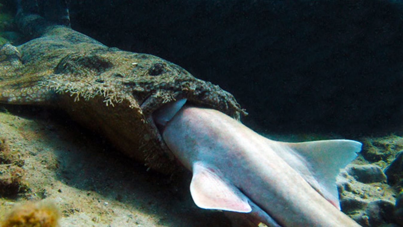 cápa cápát eszik, Ausztrál Korallkutató Intézet
