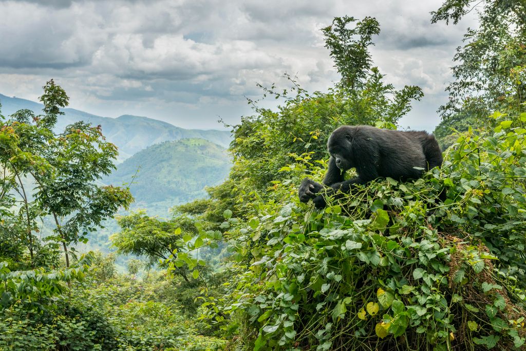 Bwindi Nemzeti Park, Kelet-Afrika, Uganda, Bwindi Áthatolhatatlan Nemzeti Park,  Afrika egyik leggazdagabb ökoszisztémája, galéria, 2023 