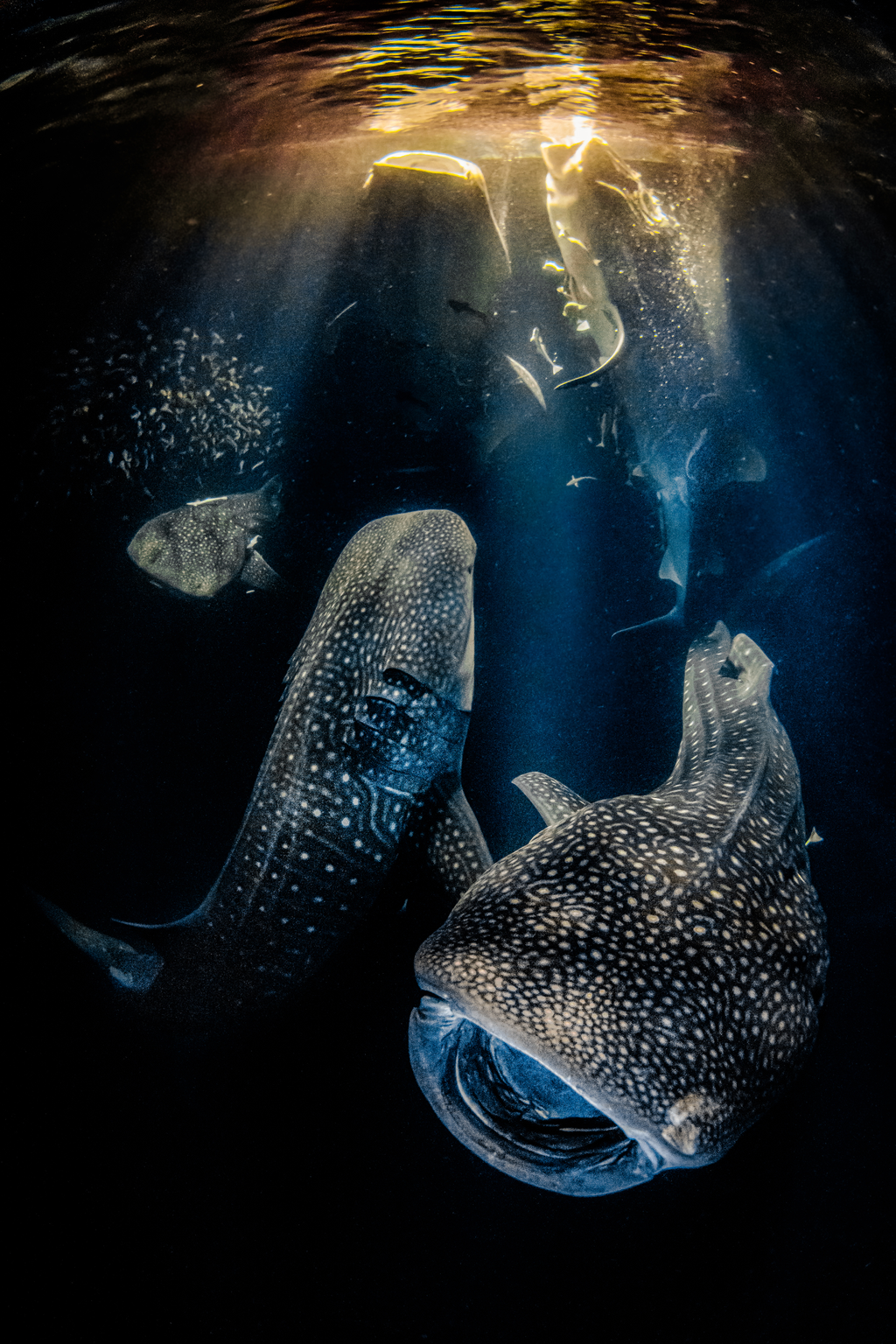 Underwater Photographer of the Year 2022 