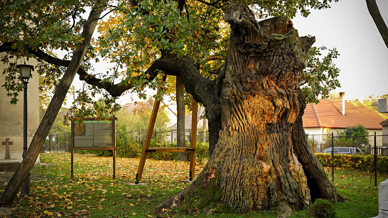 Hédervár - Árpád-tölgy
Az ország legidősebb fája, amely több mint 800 éves 
