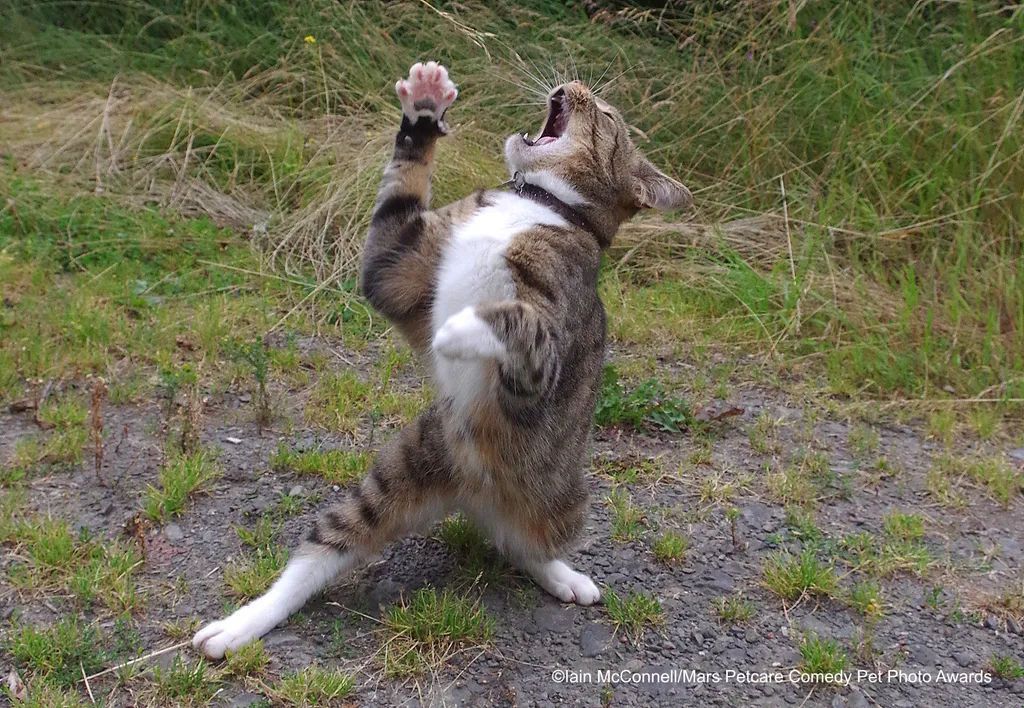 Over Dramatic Cat Edmund being Dramatic
The Comedy Pet Photography Awards 