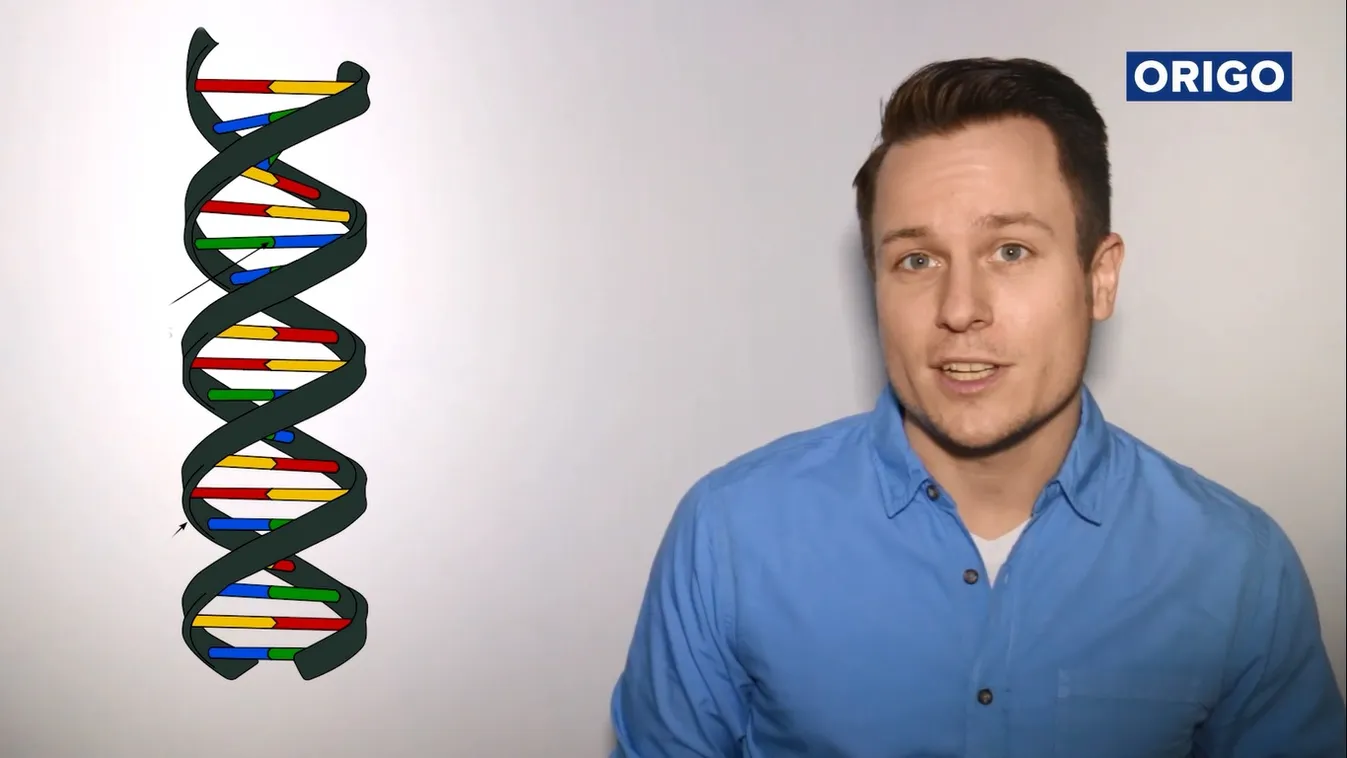 DNS, dezoxiribonukleinsav 
