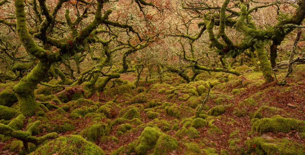 Black-a-Tor Copse 