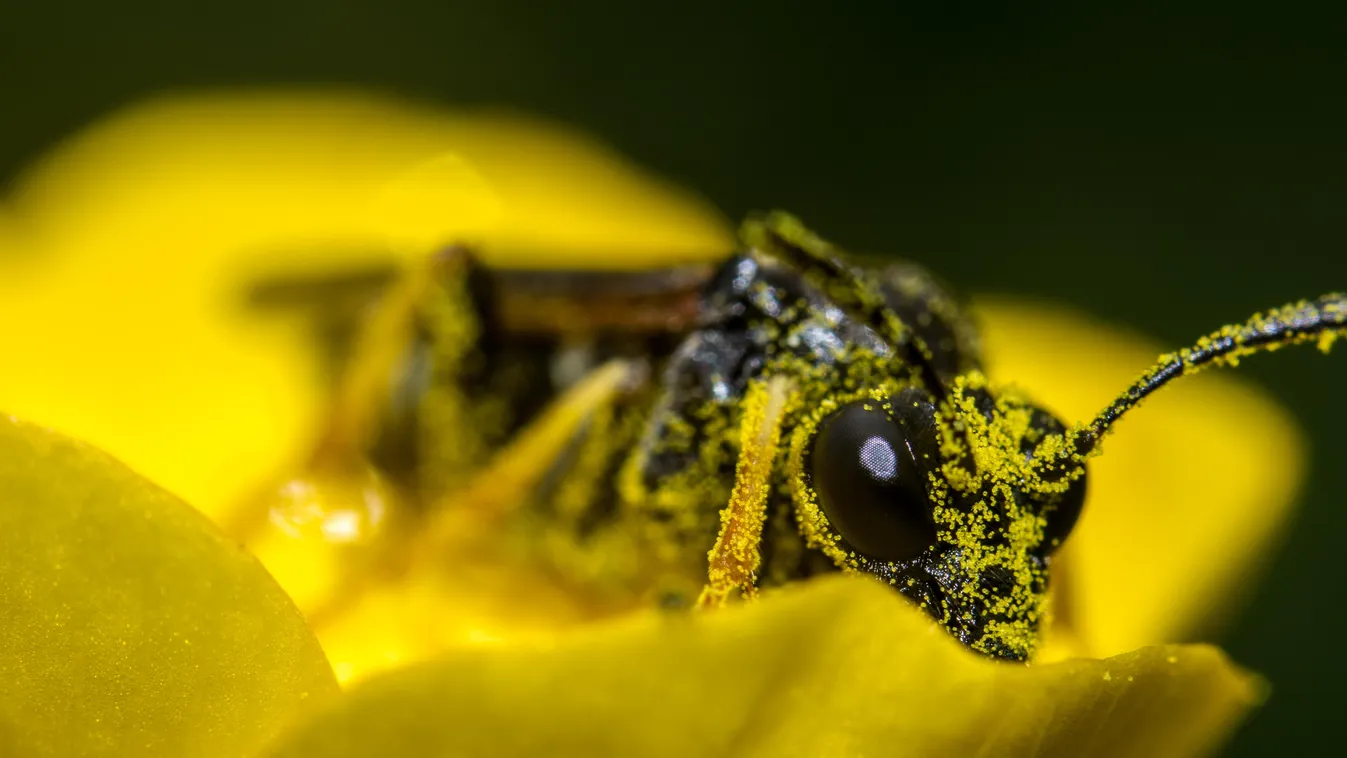 pollen méhecske 