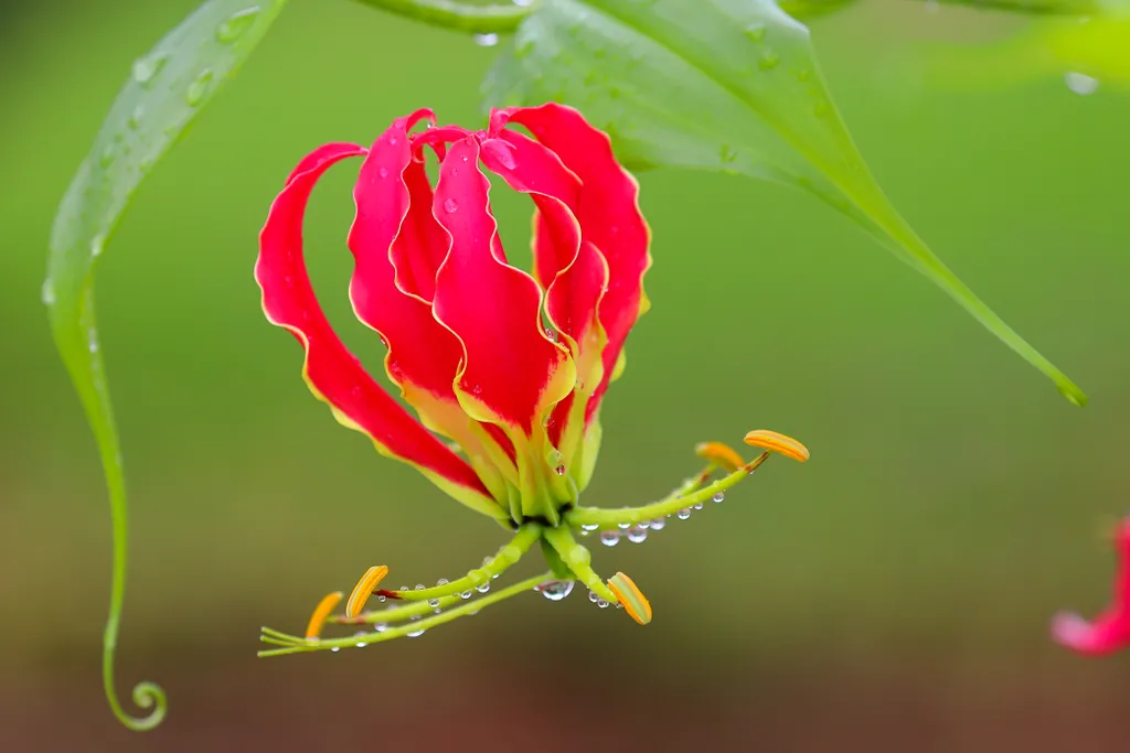 12 A világ legdrágább virágai Gloriosa is luxurious 