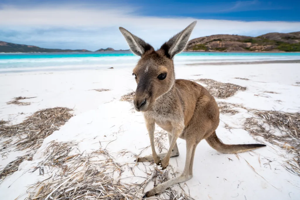 Lucky Bay beach Ausztrália kenguru strand 