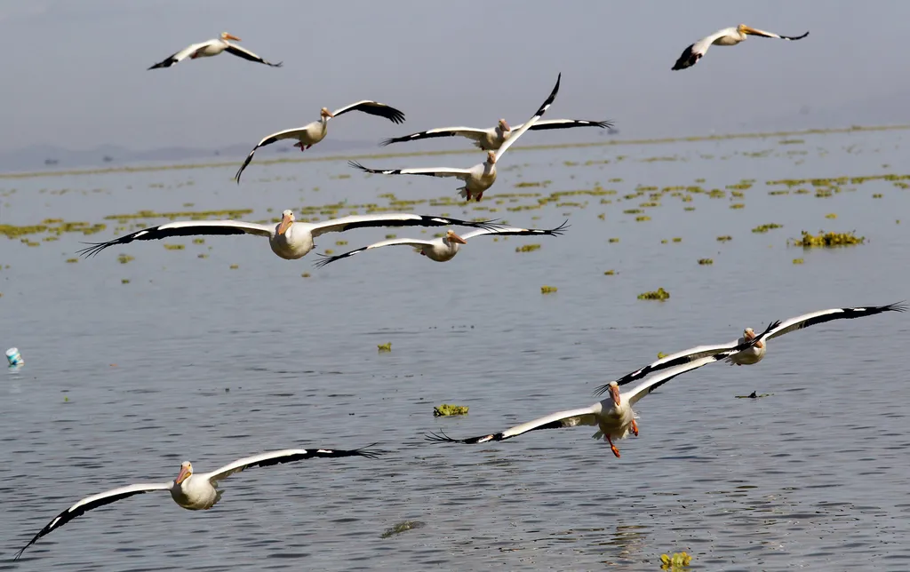 Fehér pelikánok Kanadából animal Horizontal 
