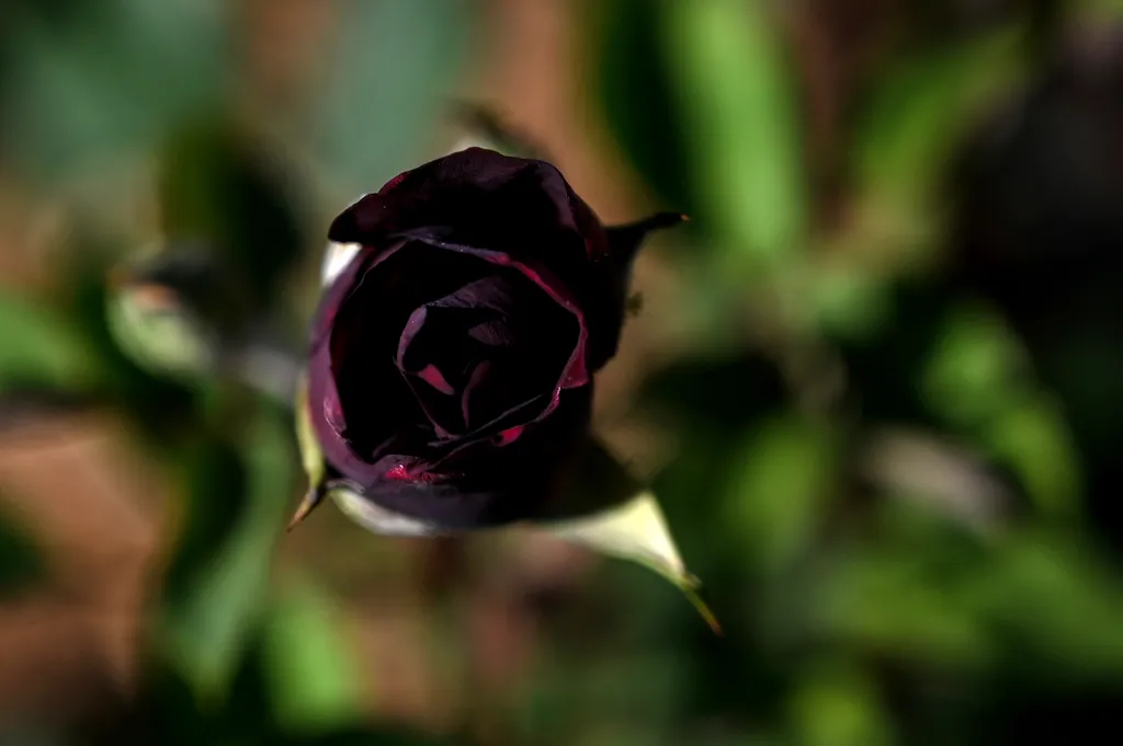 Különleges fekete rózsát termesztenek Törökországban, rózsa, termesztés, Halfeti, Törökország 