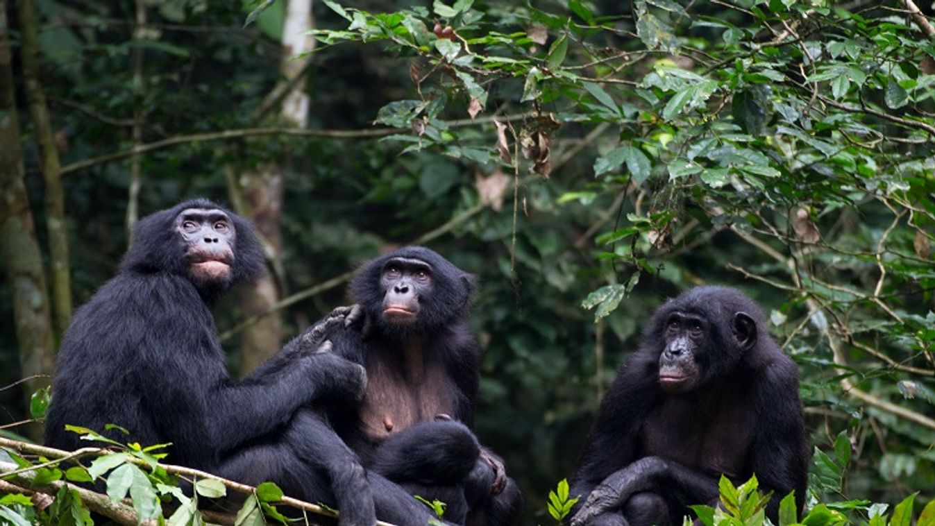 bonobó, bonobók 