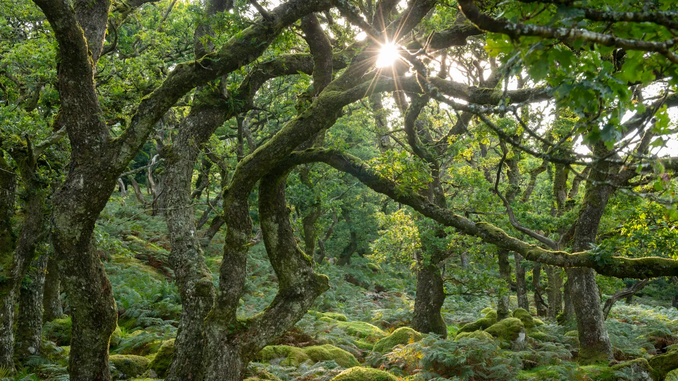 Black-a-Tor Copse 