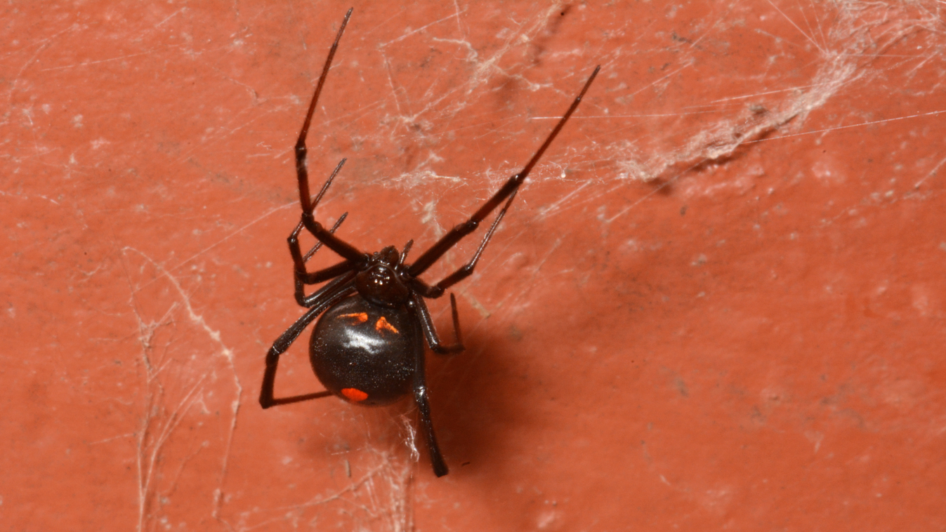vöröshátú pók (Latrodectus hasselti) 