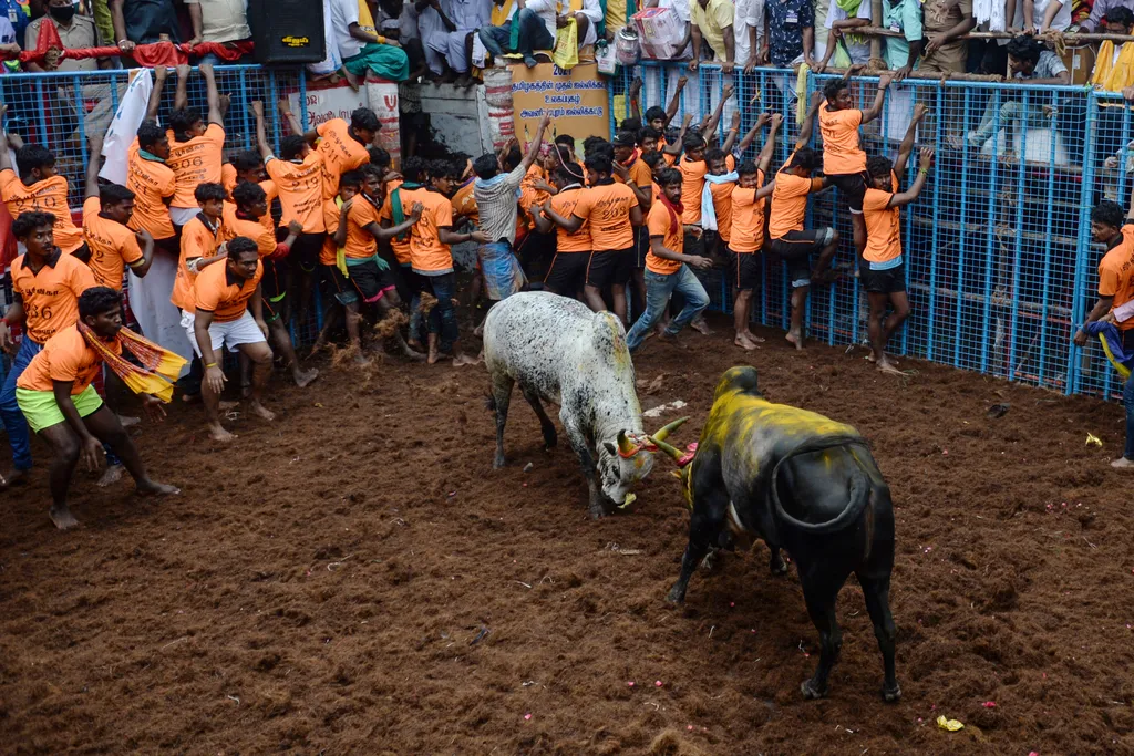 Jallikattu Avaniyapuram bika India Tamil Nadu 