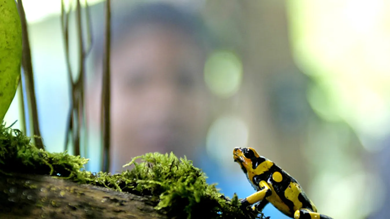 Állati mimikri, rejtőzködés, nyílméregbéka egy kolumbiai állatkertben 